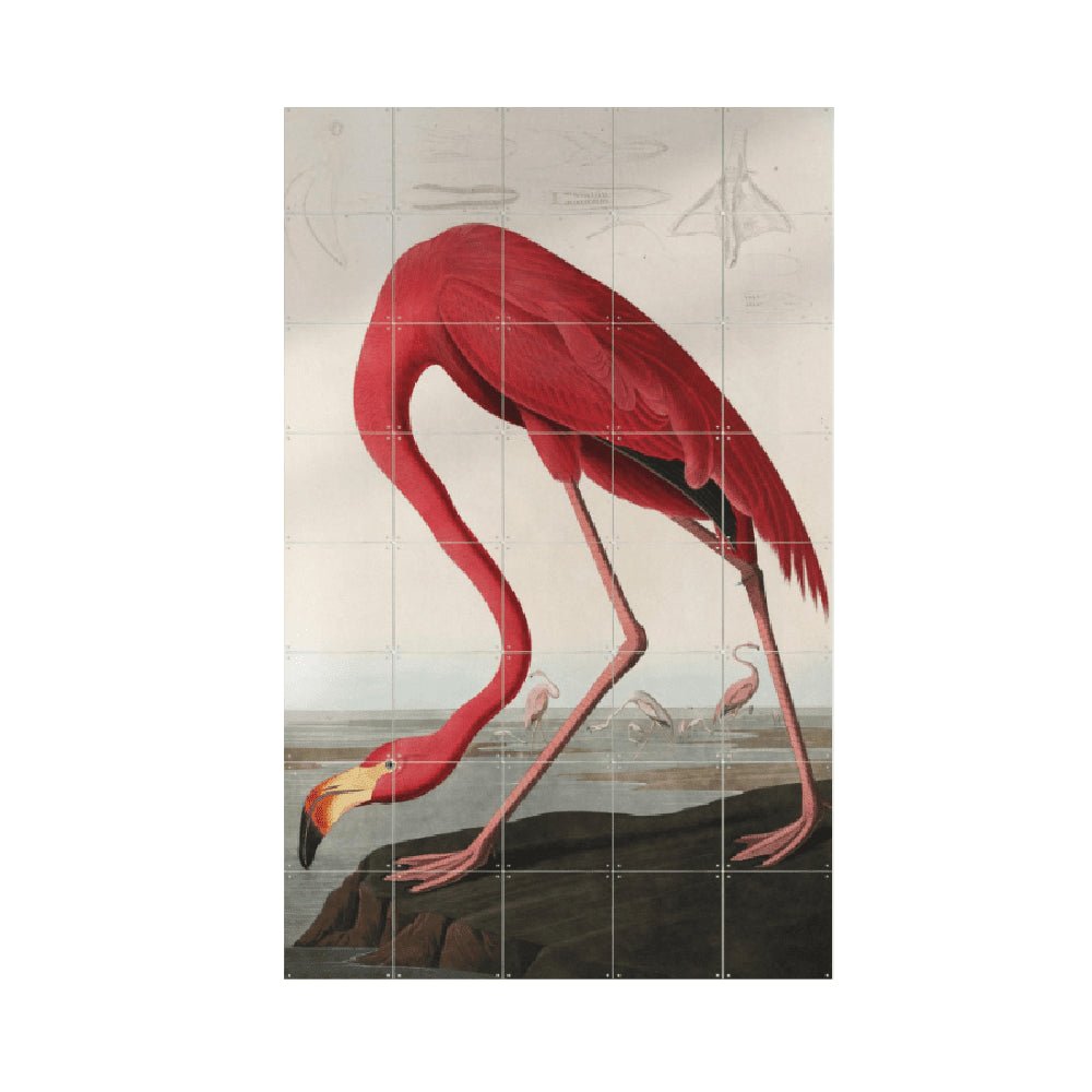 IXXI your world - Affiche murale Flamand rose flamingo John James